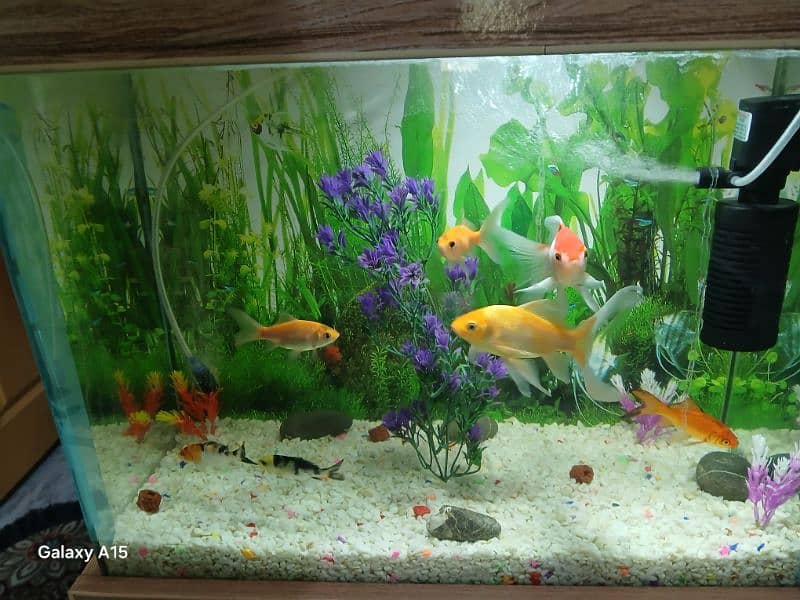 Aquarium Tank 1 x 1.5ft size with 7 gold fishes 8