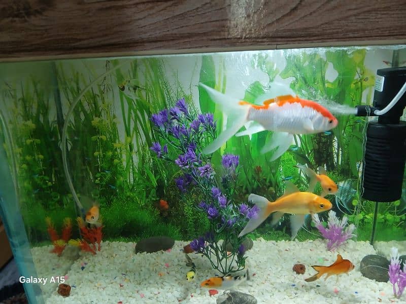 Aquarium Tank 1 x 1.5ft size with 7 gold fishes 9