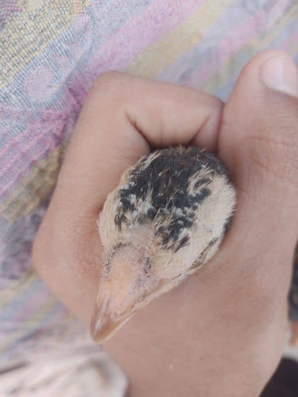 Parrot Beak Aseel chicks avalable 2