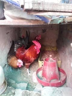 Golden misri healthy eggs lying bird's for sale