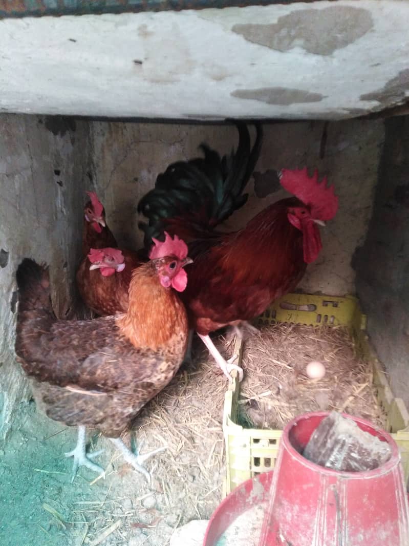 Golden misri healthy eggs lying bird's for sale 1