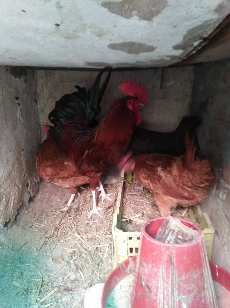 Golden misri healthy eggs lying bird's for sale 2