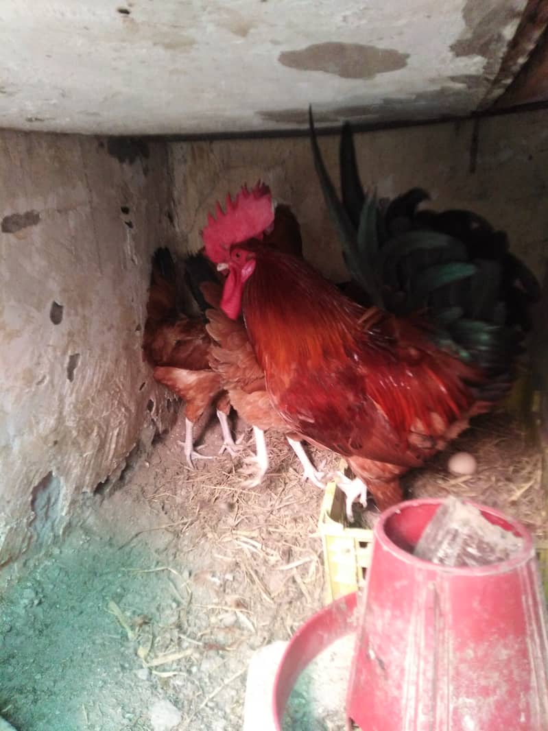 Golden misri healthy eggs lying bird's for sale 3