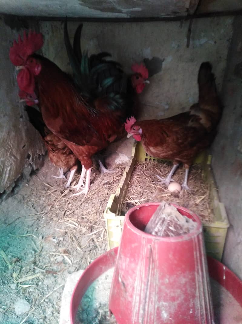 Golden misri healthy eggs lying bird's for sale 4