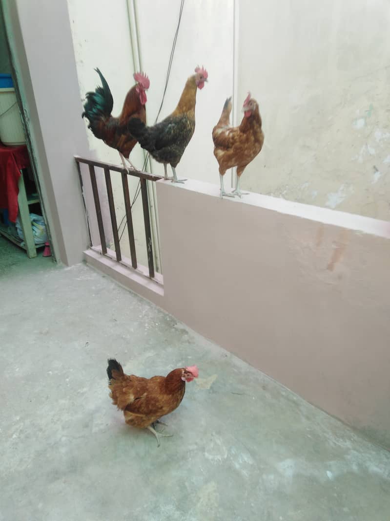 Golden misri healthy eggs lying bird's for sale 5