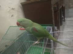 raw parrot kashmiri