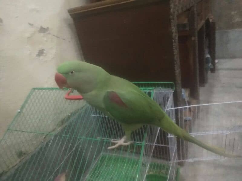 raw parrot kashmiri 0