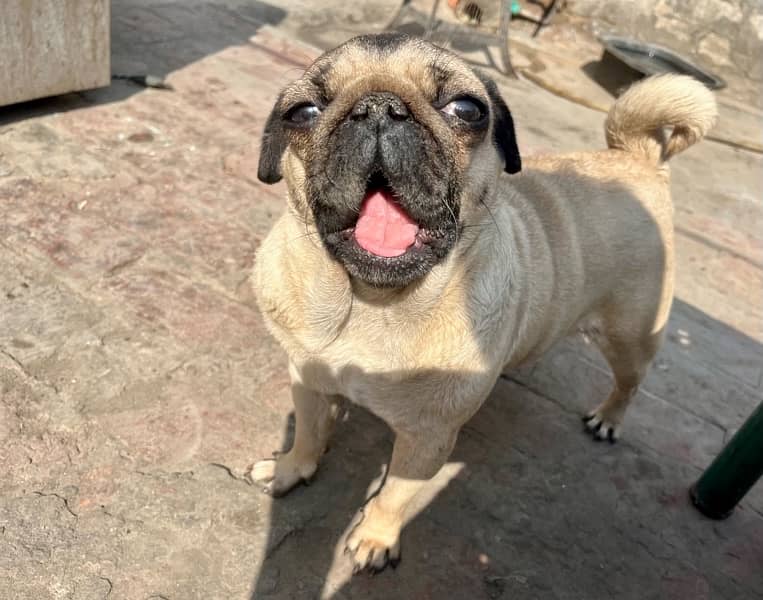 Pug Female pedigree 5