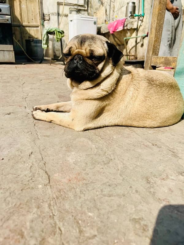 Pug Female pedigree 6