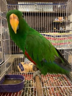 Grand Eclectus Parrot