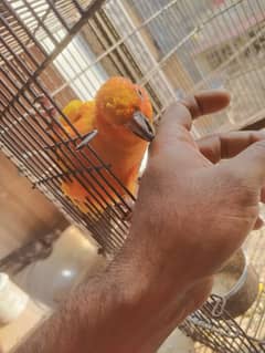 Beautifull Sunconure for sale