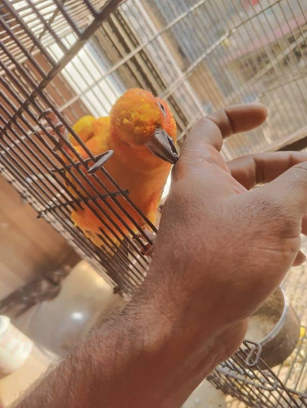 Beautifull Sunconure for sale 0