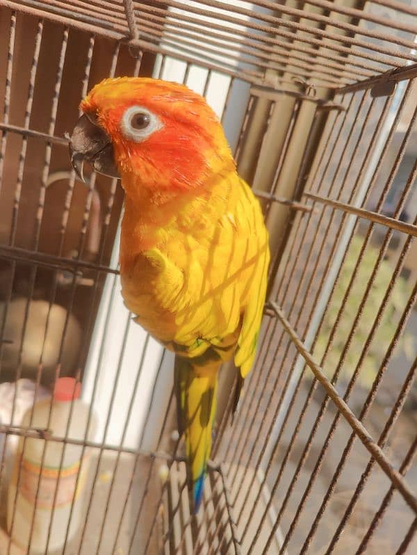 Beautifull Sunconure for sale 1