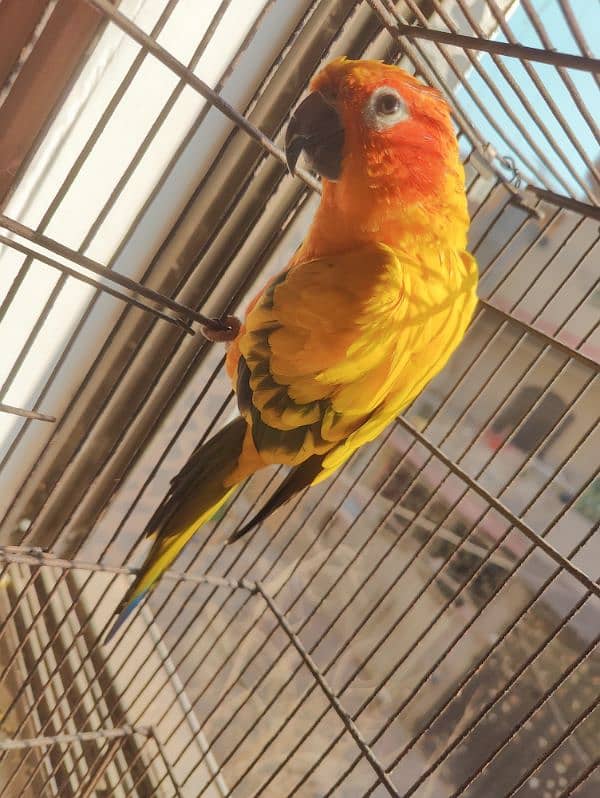 Beautifull Sunconure for sale 2