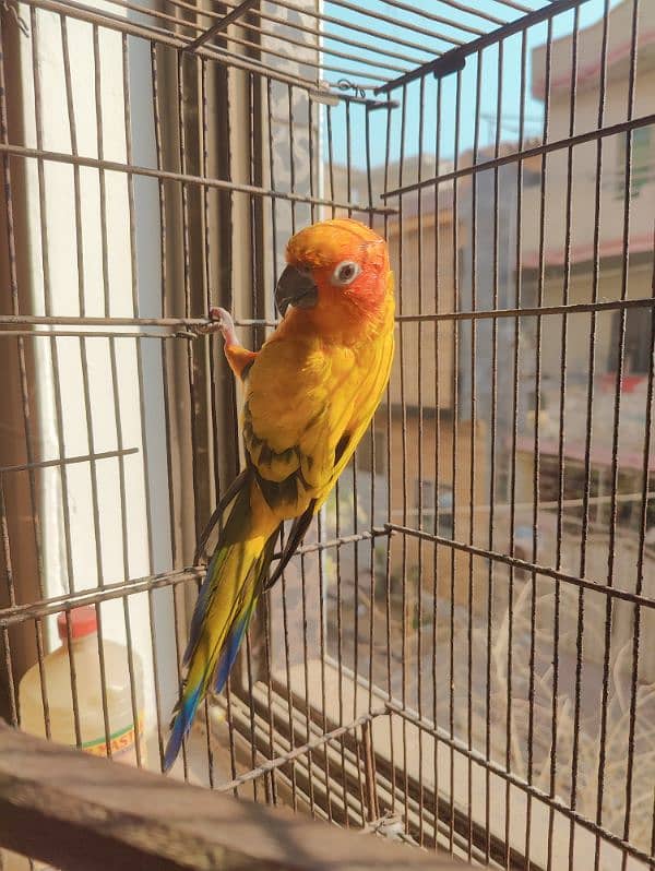 Beautifull Sunconure for sale 3