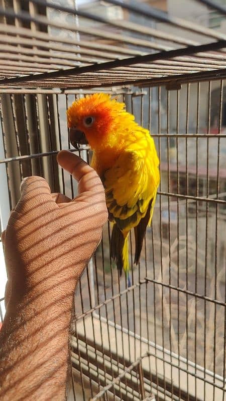 Beautifull Sunconure for sale 4