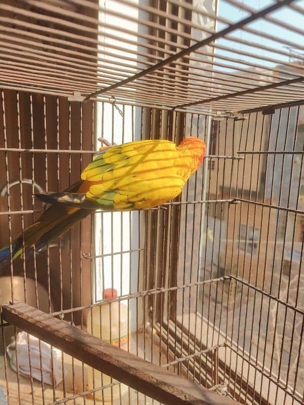 Beautifull Sunconure for sale 5