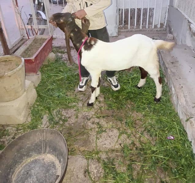 bakra 0