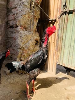 king o shamo 10 month age male and female age 13 month  eggling