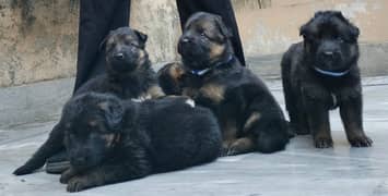 German Shepherd puppies are available for sale