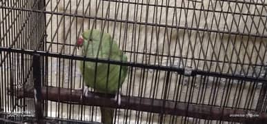 Green parrot for sale