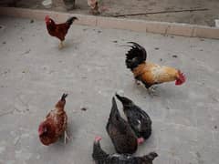 Golden Misri Hen and Murghay for sale