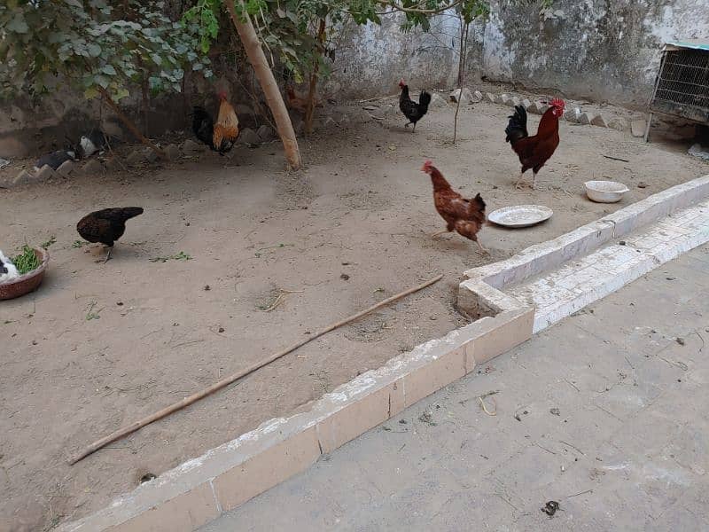 Golden Misri Hen and Murghay for sale 2