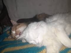 8 months Male Persian white and female Siberian brown cats