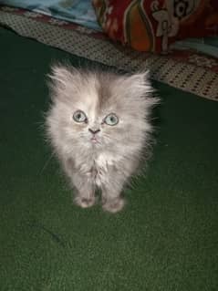 Persian cat triple coat active female . (Gray Color).