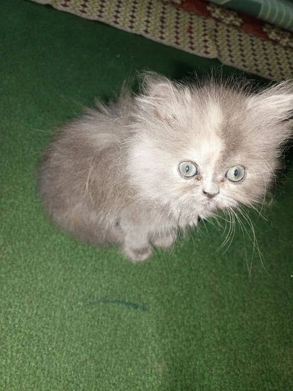 Persian cat triple coat active female . (Gray Color). 1