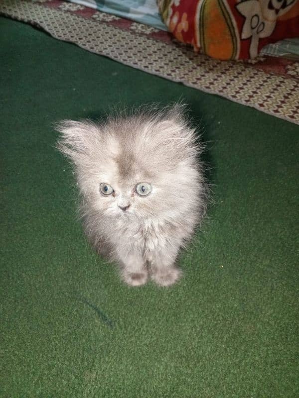 Persian cat triple coat active female . (Gray Color). 2