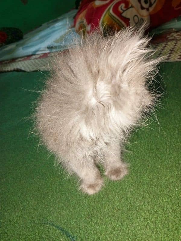 Persian cat triple coat active female . (Gray Color). 3