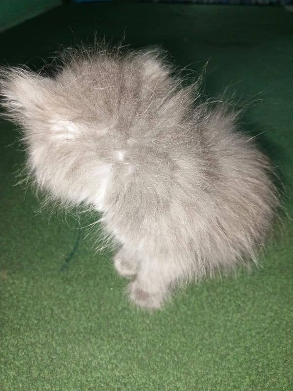 Persian cat triple coat active female . (Gray Color). 4