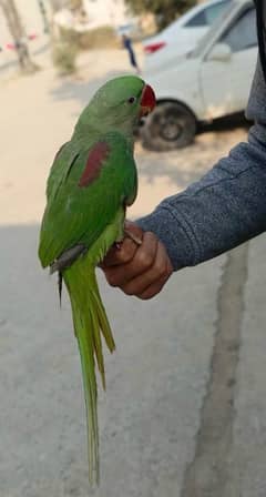 Kashmiri Raw Parrot chick