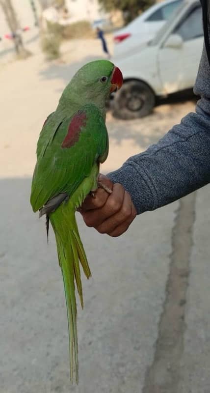 Kashmiri Raw Parrot chick 0