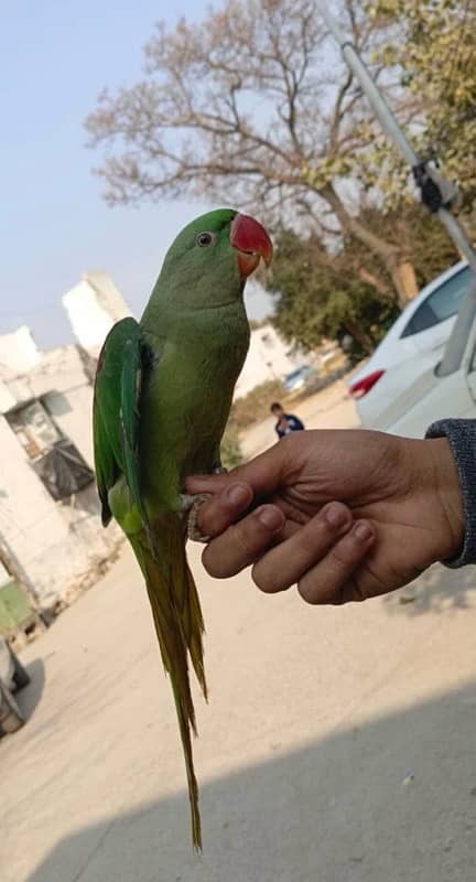 Kashmiri Raw Parrot chick 1