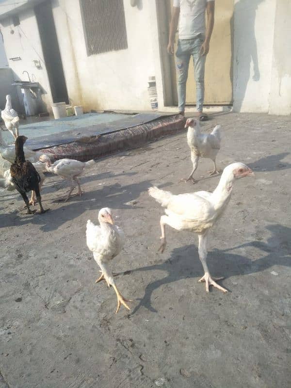 paper white chora nali Thai shamo 2 se 3 months full health chick 1