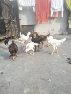 paper white chora nali Thai shamo 2 se 3 months full health chick