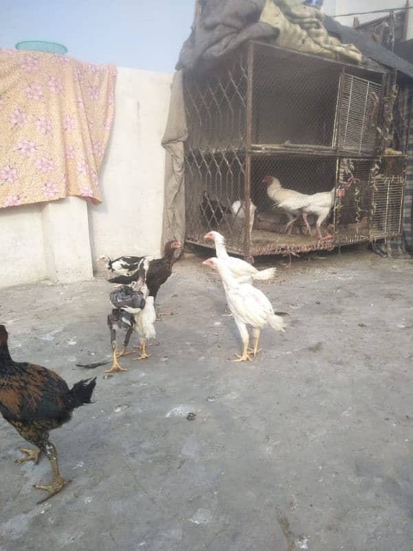 paper white chora nali Thai shamo 2 se 3 months full health chick 5