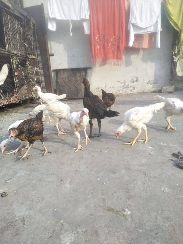 paper white chora nali Thai shamo 2 se 3 months full health chick 6