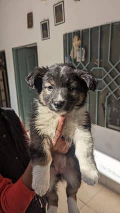 Australian shepherd 90 days puppy Vaccinated