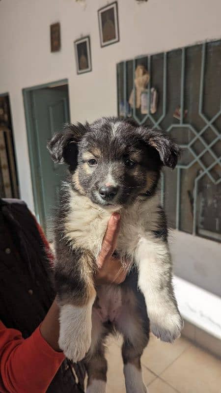 Australian shepherd 90 days puppy Vaccinated 0