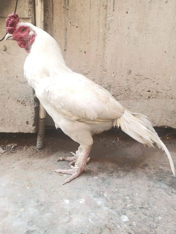 Mianwali Amroha Heera Aseel Murgha Old Blood Line 0 Size, Urgent Sale 1