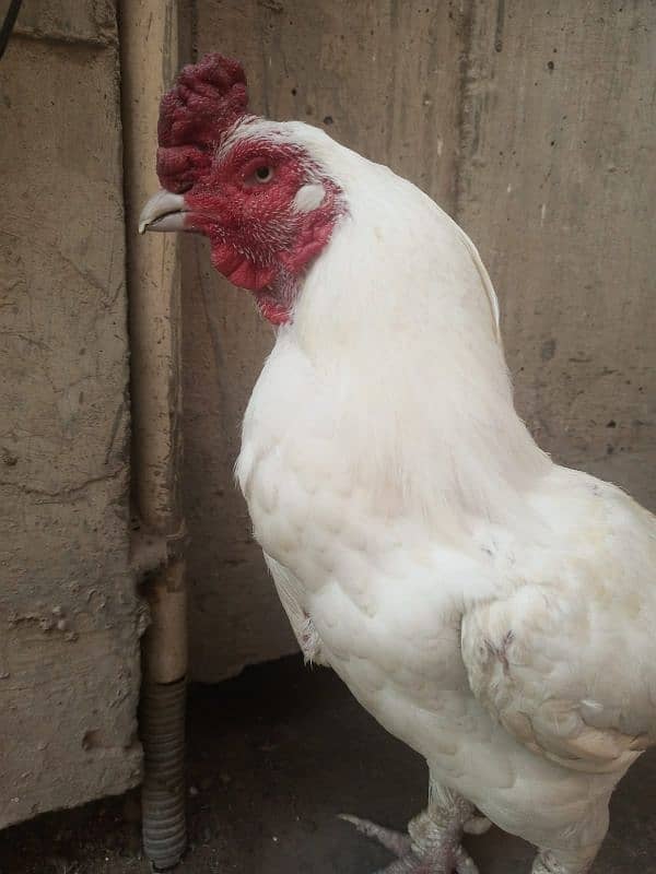 Mianwali Amroha Heera Aseel Murgha Old Blood Line 0 Size, Urgent Sale 2