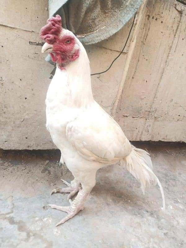 Mianwali Amroha Heera Aseel Murgha Old Blood Line 0 Size, Urgent Sale 3