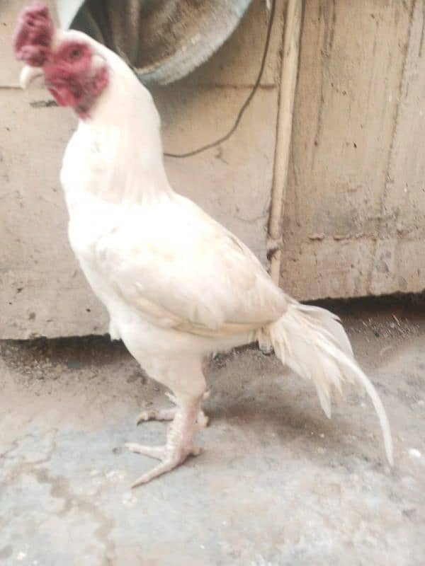 Mianwali Amroha Heera Aseel Murgha Old Blood Line 0 Size, Urgent Sale 4