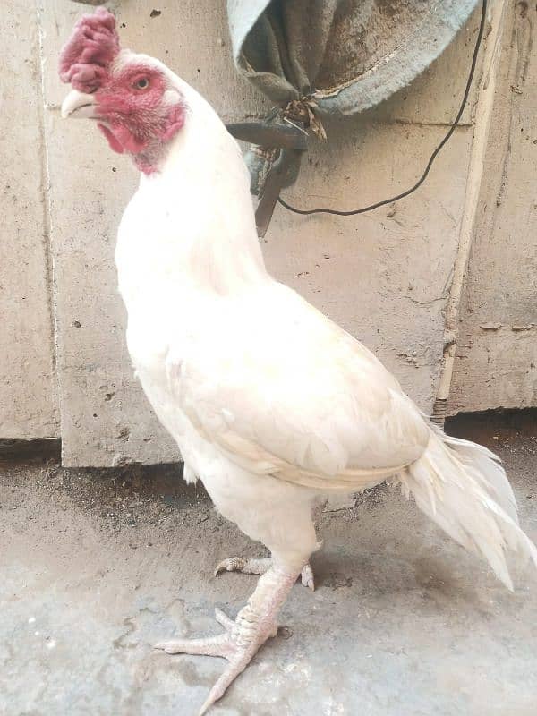 Mianwali Amroha Heera Aseel Murgha Old Blood Line 0 Size, Urgent Sale 5