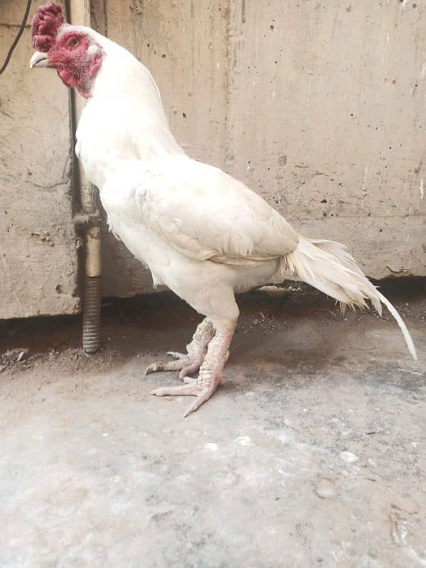 Mianwali Amroha Heera Aseel Murgha Old Blood Line 0 Size, Urgent Sale 6