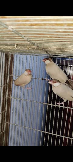 creamino,albino red eye, albino black eye b2,fawn java