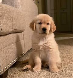 American golden retriever